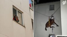 Bombeiros resgatam cavalo que estava há 10 dias em prédio 