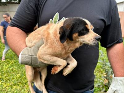 Laudos apontam ausência de sinais de abuso em cachorras resgatadas no bairro Nova, em Santo Ângelo