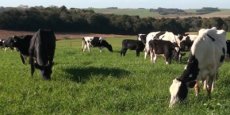 Noroeste gaúcho lidera produção nacional de leite