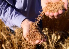 Produção gaúcha de grãos deve chegar a 33,2 milhões de toneladas, aponta Conab