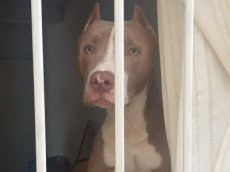 Governo de SC restringe circulação de pitbulls e impõe castração de animais da raça