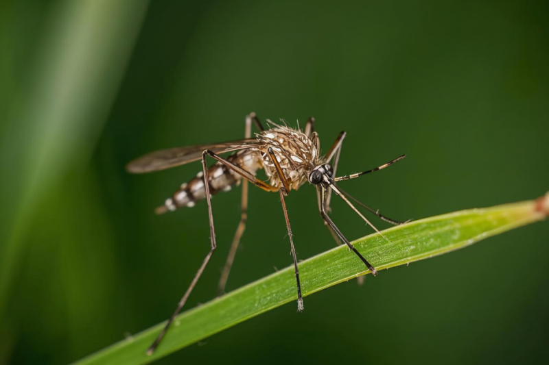 Mutirão em Entre-Ijuís reforça combate à dengue na próxima semana