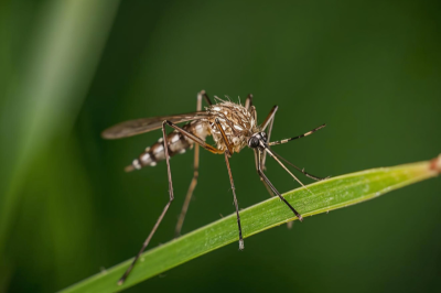 Mutirão em Entre-Ijuís reforça combate à dengue na próxima semana