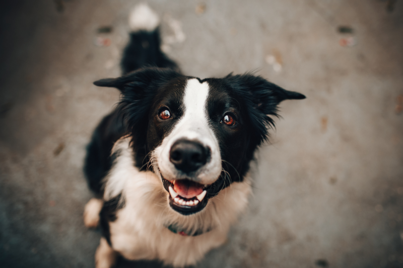 Santa Rosa promove vacinação gratuita contra Cinomose e Parvovirose neste sábado