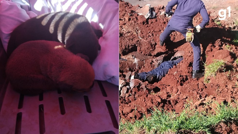 Bombeiros resgatam 7 filhotes de cachorro presos em tubulação, em Cruz Alta