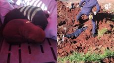 Bombeiros resgatam 7 filhotes de cachorro presos em tubulação, em Cruz Alta