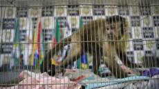 Polícia apreende macaco-prego com suspeito durante operação contra roubos a casas no RS