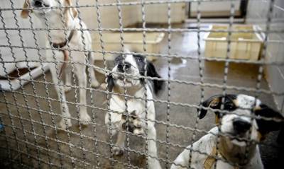 Ministério Público promove 1ª Conferência dos Direitos dos Animais das Regiões Noroeste e Missões do RS