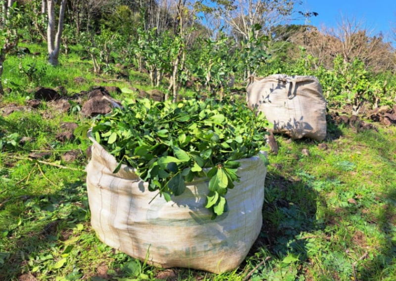 Safra de erva-mate deve atingir maior volume em seis anos no Rio Grande do Sul