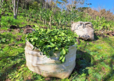 Safra de erva-mate deve atingir maior volume em seis anos no Rio Grande do Sul