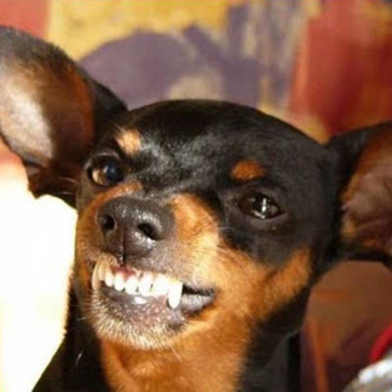 Traficante ‘Pinscher’ tentou morder os policiais em Santa Rosa