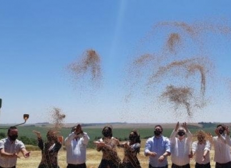 Colheita do trigo é aberta oficialmente em Cruz Alta