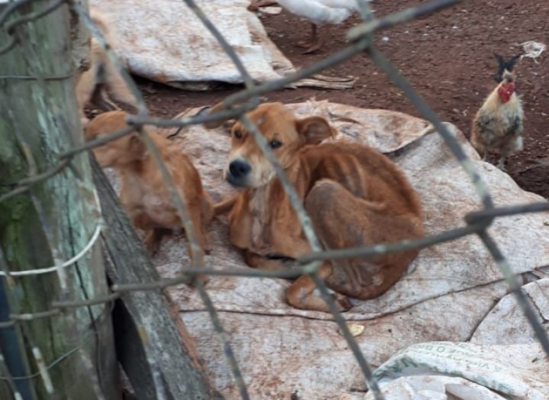 Cachorros são recolhidos após denúncia de maus tratos em Santo Ângelo