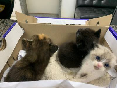 Filhotes de gato são abandonados em lixeira 