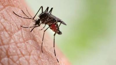 RS tem mais três mortes por dengue confirmadas
