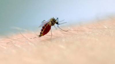Estado confirma mais três mortes por dengue