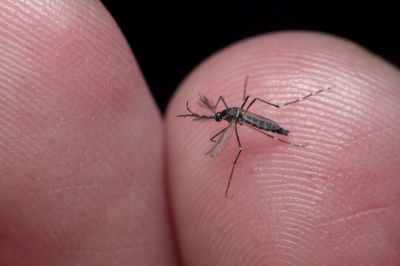 RS chega a 45 mortes por dengue em 2024