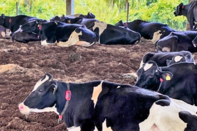 Calor e umidade do verão afetam produção de leite no Estado