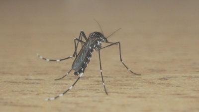 Santa Rosa tem maior número de casos de dengue no RS
