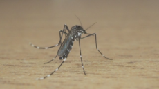 Estado chega a 60 mortes por dengue em 2024