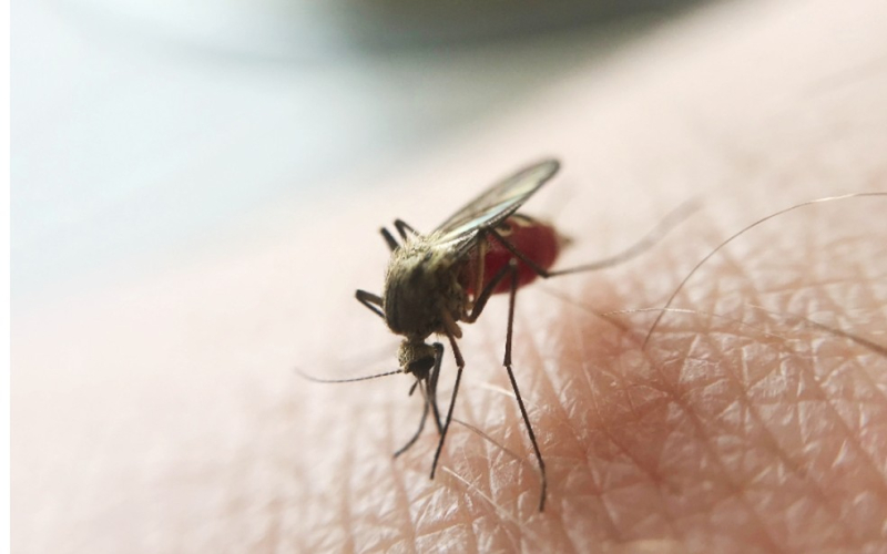 Laboratório Central do RS confirma morte de idoso por malária em Ijuí