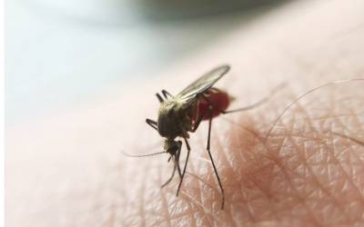 Laboratório Central do RS confirma morte de idoso por malária em Ijuí