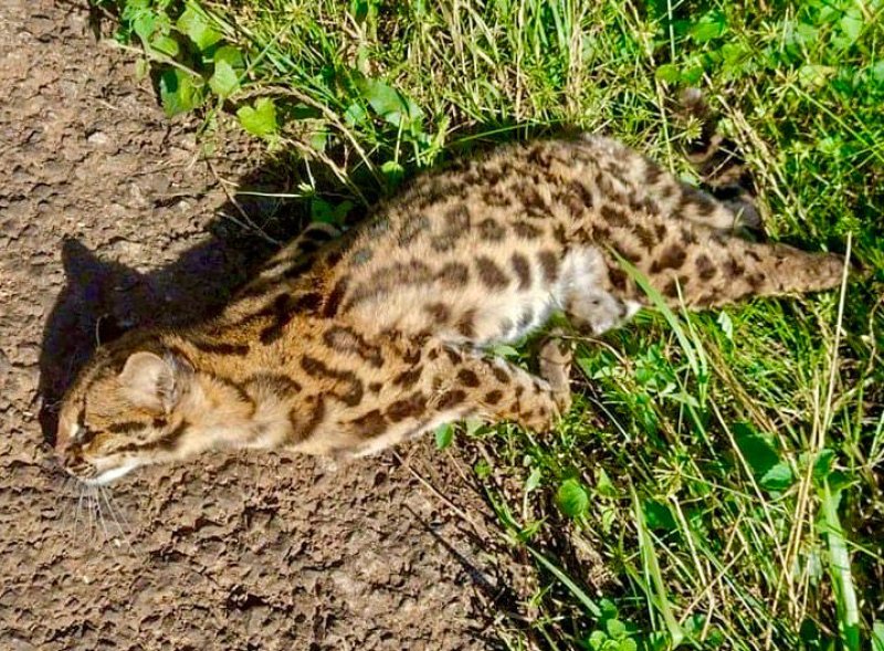 Filhote de Jaguatirica é encontrado morto na ERS 561 em Dezesseis de Novembro