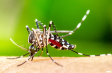 Região das Missões chega a 71 casos confirmados de dengue