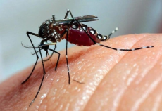 RS registra terceira morte por dengue e primeira por chikungunya em 2025