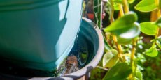 Casos de dengue disparam e deixam o Rio Grande do Sul em alerta