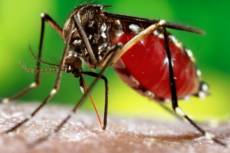 Estado ultrapassa os 53,4 mil casos de dengue