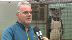 PF indicia ex-superintendente do Ibama no RS e outros cinco por esquema de repasse de aves para criadores particulares