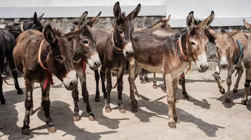 População de jumentos no Brasil caiu 94% até 2024 e soma 78 mil