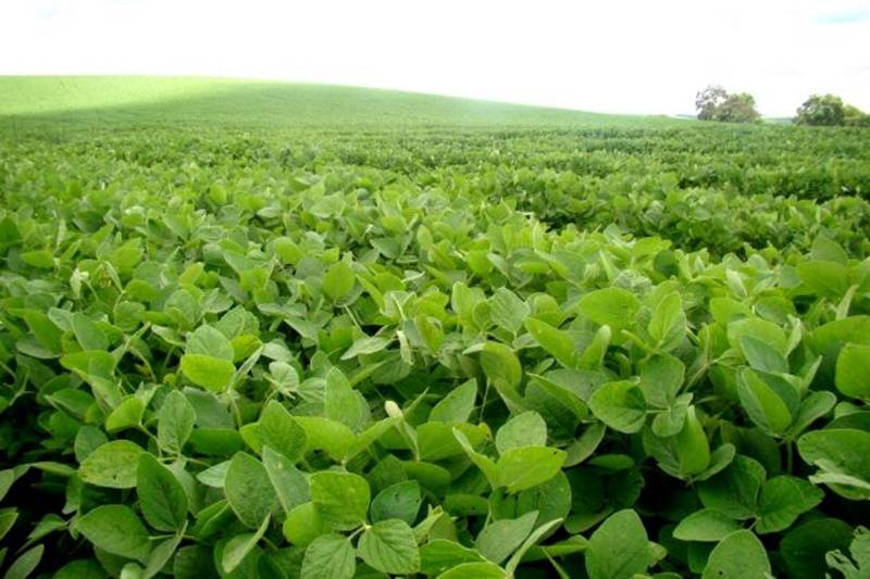 Lavouras de soja estão em fase final de implantação no RS