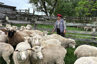 Produtora de São Pedro do Sul é pioneira na exportação de lã na região Central do RS