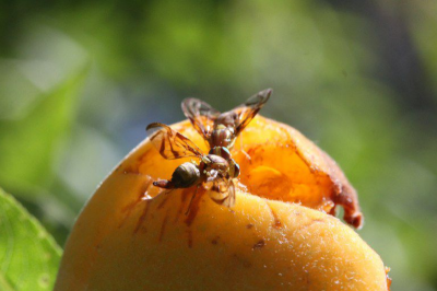 Mosca-das-frutas preocupa fruticultores gaúchos e exige controle rigoroso