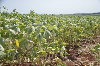 Entidades elaboram lista de solicitações para Ministério da Agricultura contra efeitos da estiagem