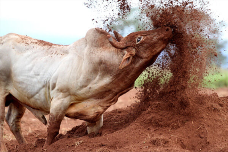 Idoso morre e filho fica ferido após ataque de touro em Alecrim 