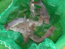 UFSM desenvolve linguiça de jundiá com erva-mate e aposta em inovação na tecnologia do pescado