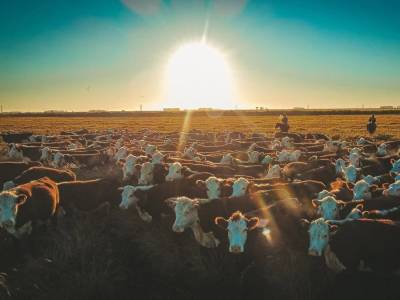 Envio de carne com osso para Chile abre novo segmento de mercado para pecuária gaúcha