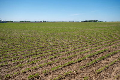 Agricultura de baixo carbono ganha espaço no Brasil