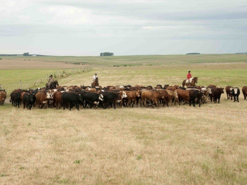 Secretaria da Agricultura emite alerta sanitário para raiva dos herbívoros em São Nicolau 