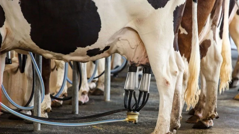 Governo anuncia pacote para impulsionar produção de leite