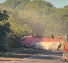 Caminhoneiro chileno segue internado após tombamento de carreta e ataque de abelhas na BR-285