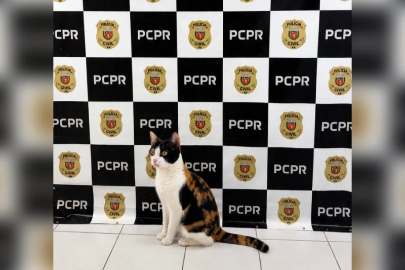 Gata de apoio emocional furtada é recuperada e devolvida à tutora após 26 dias