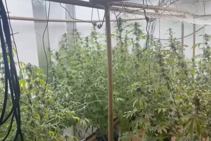 Laboratório de maconha é flagrado dentro de casa; três homens são presos