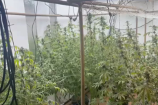 Laboratório de maconha é flagrado dentro de casa; três homens são presos