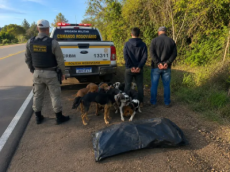 Duas pessoas são detidas por crime ambiental após abate de veado-campeiro em Cruz Alta