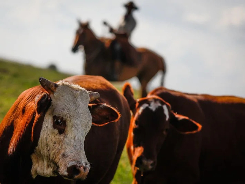 Exportações de carne bovina crescem em abril, mas quota chinesa preocupa