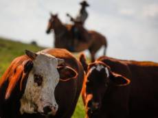 Exportações de carne bovina crescem em abril, mas quota chinesa preocupa